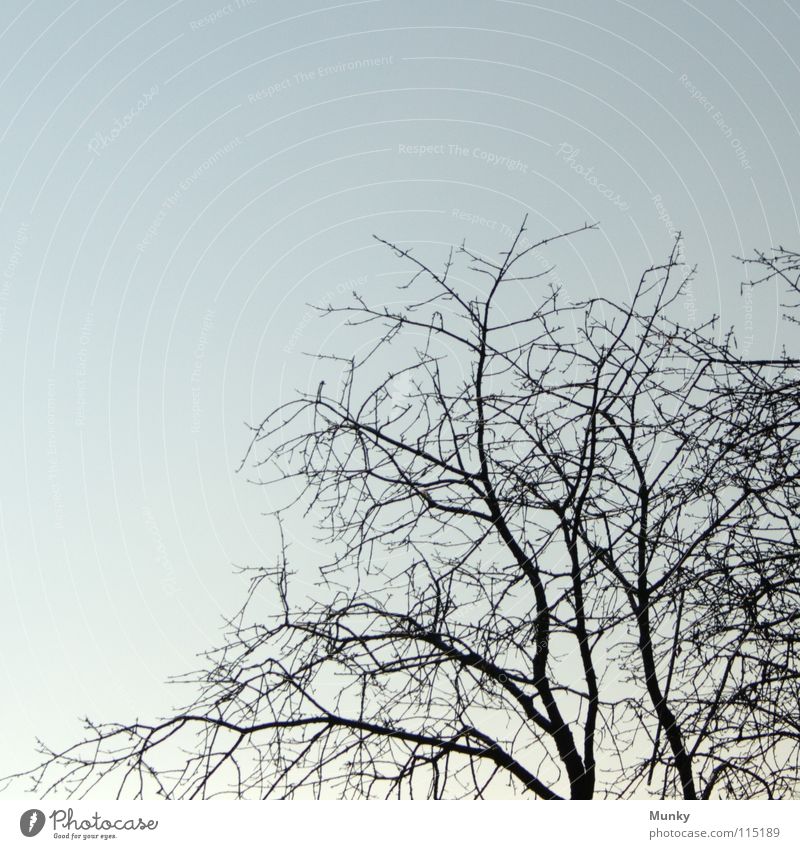 Welcome, Winter! Cold Autumn Tree Tree bark White Black Brown Branched Sky Munky Bramsche Death Twig branches Tree trunk Electricity pylon Structures and shapes