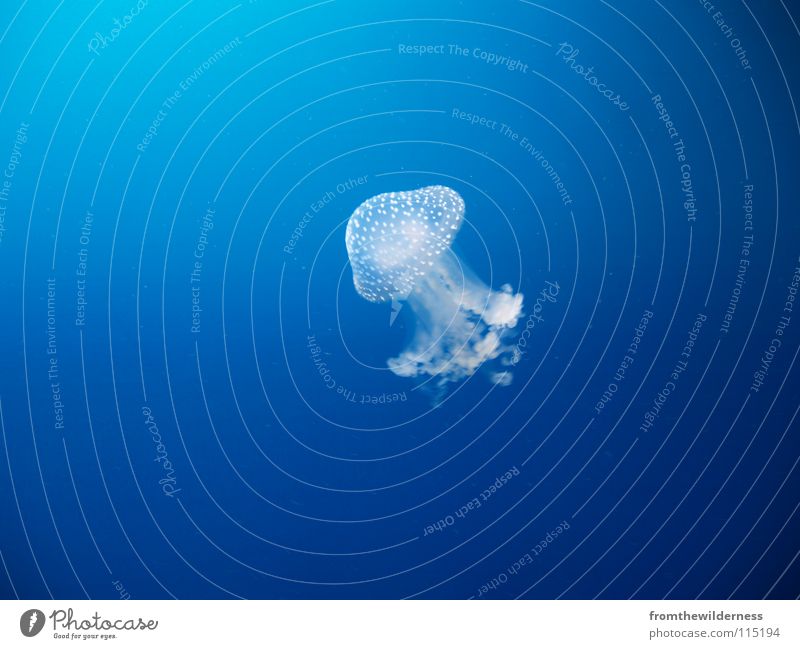floating Jellyfish Ocean Caribbean Sea Dive Animal Blue Water sea diving Swimming & Bathing