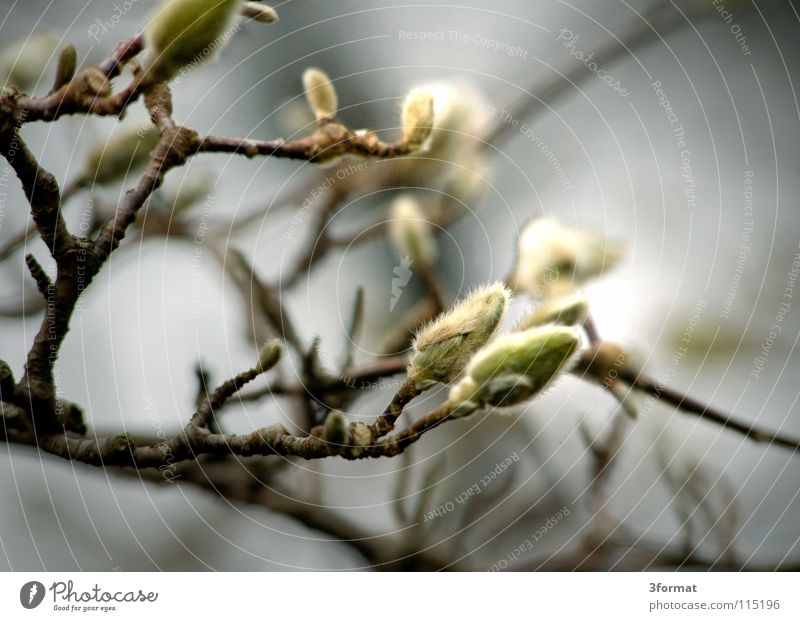 shrub Bushes Tree Branchage Blossom Drizzle Damp Grief Fairy tale Fantastic Dream Jinxed Loneliness Gloomy November Cold Dew Morning Fog Autumn Winter Dark Blur