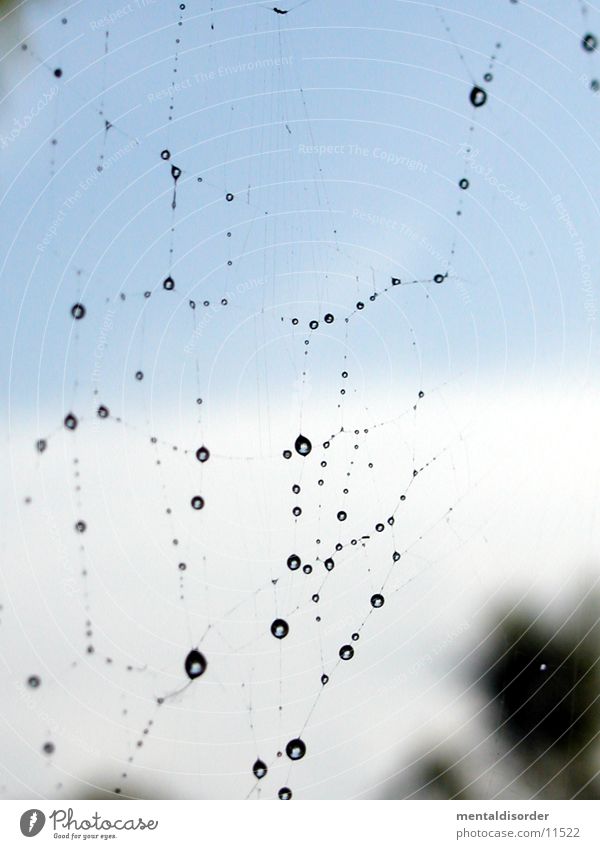 good morning(tau) Spider's web Drops of water Morning Rope Sky Close-up
