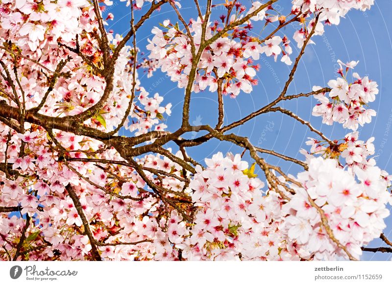 cherry Cherry Cherry blossom Blossom Blossoming Flower Spring Tree Branch Twig Sky Flash photo Copy Space Background picture Cloudless sky Sun Sunday Growth