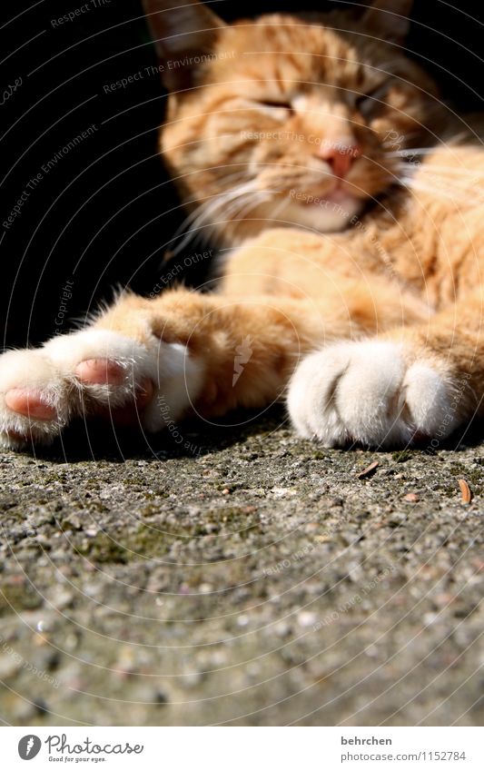 soon is weekend, kinners... Cat Pelt To enjoy Lie Sleep Dream Cool (slang) Cuddly Beautiful Orange Contentment Safety (feeling of) Love of animals Patient Calm