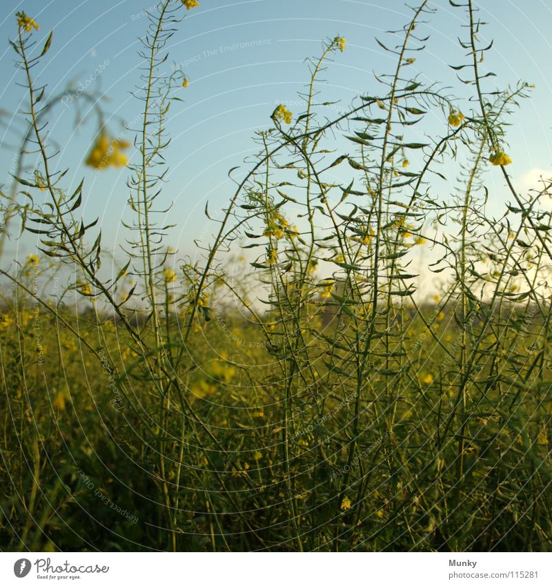 high up Idyll Canola Yellow Green Plant Square Sky Field Agriculture Macro (Extreme close-up) Close-up Autumn Landscape Blue Bright Detail idyllically seed flax