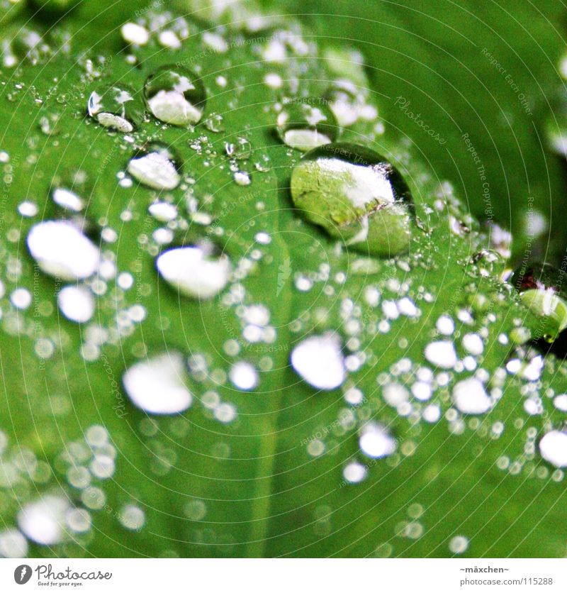 dribbles Green Leaf Glittering Reflection Light Depth of field Blur White Damp Wet Calm Stagnating Dry Beautiful Drops of water Surface tension