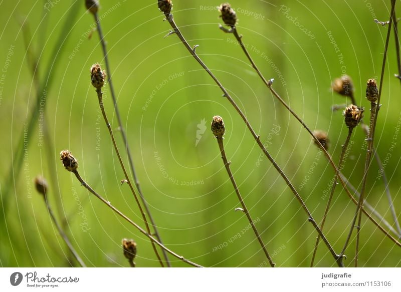 meadow Environment Nature Plant Grass Garden Park Meadow To dry up Growth Dry Wild Green Transience Colour photo Exterior shot Day Shallow depth of field