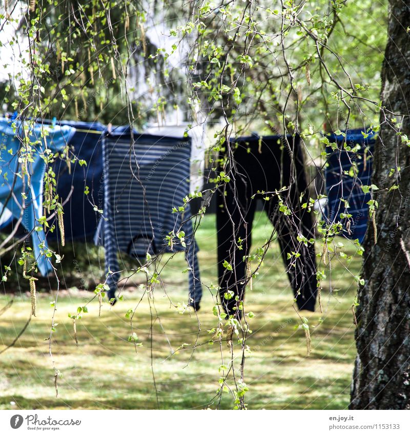 air-dried Living or residing Garden Sunlight Spring Summer Beautiful weather Tree Grass Birch tree Clothing Pants Sweater Pyjama Clothesline Hang Funny