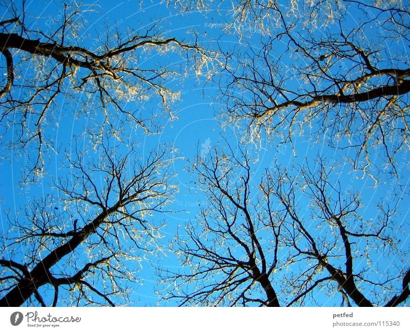 summit meeting Winter Tree Treetop Peak Branchage Cold Fresh To enjoy Sky Blue Tall To go for a walk Nature Free Shadow