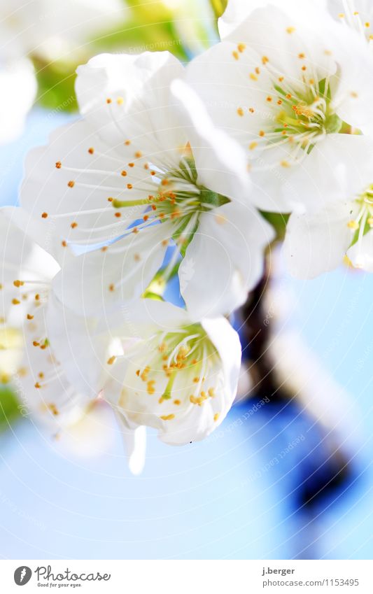 cherry-factory Nature Plant Spring Tree Leaf Blossom Agricultural crop Blossoming Fragrance Blue White Cherry blossom Cherry tree Spring colours Colour photo