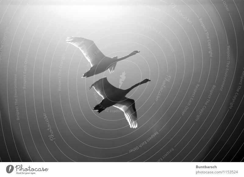 fly in pairs Nature Animal Sky Cloudless sky Beautiful weather Wild animal Bird Swan Wing 2 Pair of animals Movement Flying Attachment Black & white photo