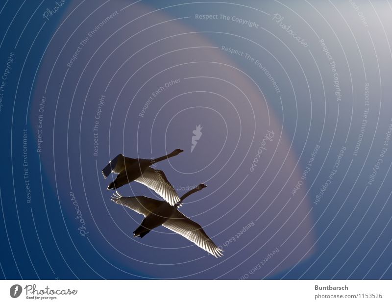 Together Nature Animal Sky Cloudless sky Sun Sunlight Beautiful weather Wild animal Bird Swan Wing 2 Pair of animals Movement Flying Esthetic Bright Attachment
