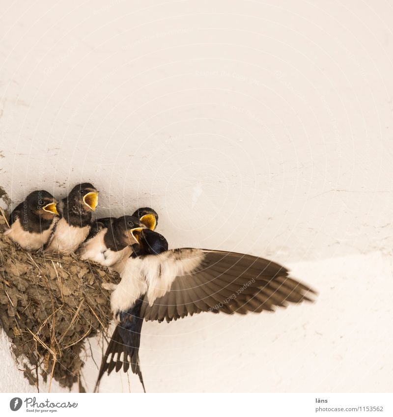 meal Eating Family & Relations Animal Bird Group of animals Animal family Feeding Beginning Expectation Competition Swallow Nest Offspring Deserted