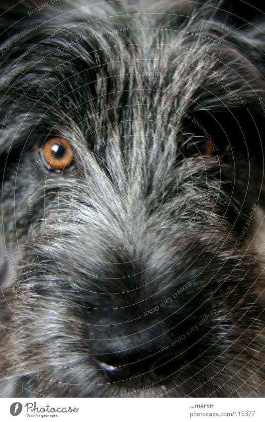 Frida! Dog Nostril Plush Black Gray Amber coloured Snout Damp Wet Clarity Puppydog eyes Pelt Animal Mammal fuzzy Dappled Looking Orange Wild animal Nose Eyes