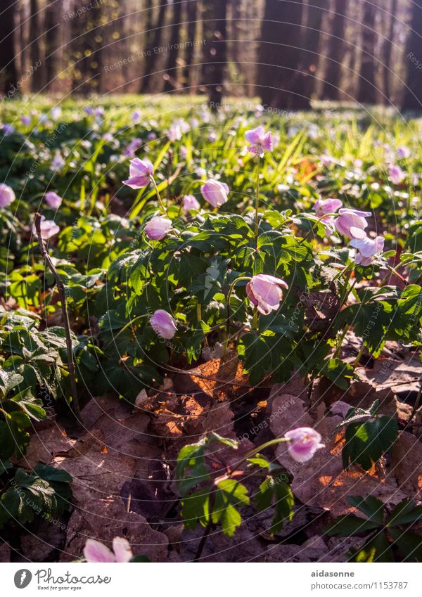 SPRING IN THE FOREST Nature Landscape Plant Sunlight Spring Beautiful weather Tree Flower Forest Contentment Joie de vivre (Vitality) Spring fever Attentive