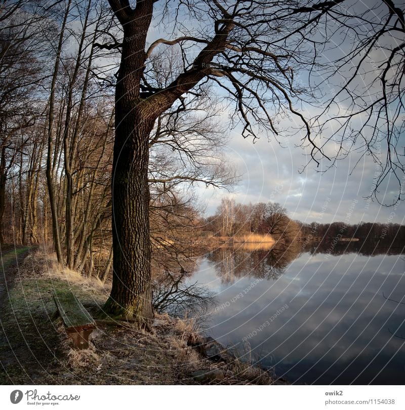 out Environment Nature Landscape Plant Sky Clouds Horizon Beautiful weather Tree Bushes Wood Branch Twigs and branches Stand Growth Far-off places Idyll Calm