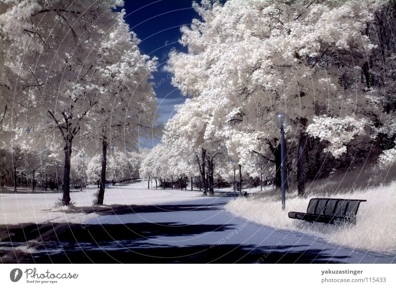 white nights Infrared Infrared color Tree Park Meadow Bushes Grass White Long exposure Sky Blue channel shifting Bench