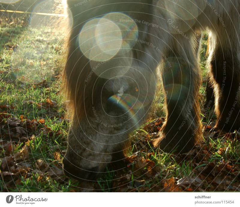 spot Horse Heavy horse To feed Nutrition Meal Herbivore Sunlight Back-light Point of light Pasture Animal shelter Winter Cold Mammal Bangs Food pony farm