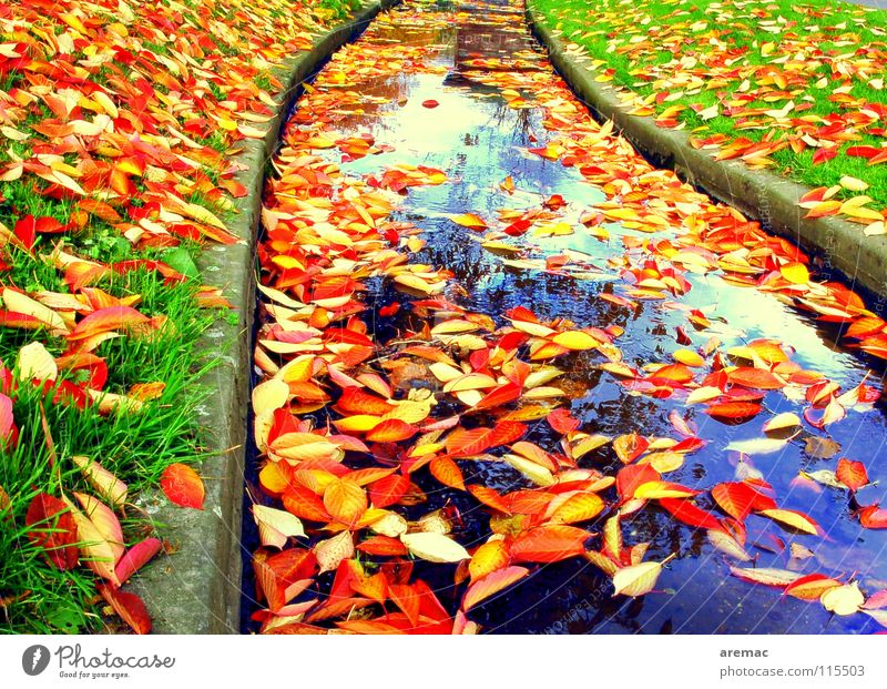 leaf flow Leaf Brook Autumn Grass Autumn leaves Colour River Sewer Water Float in the water
