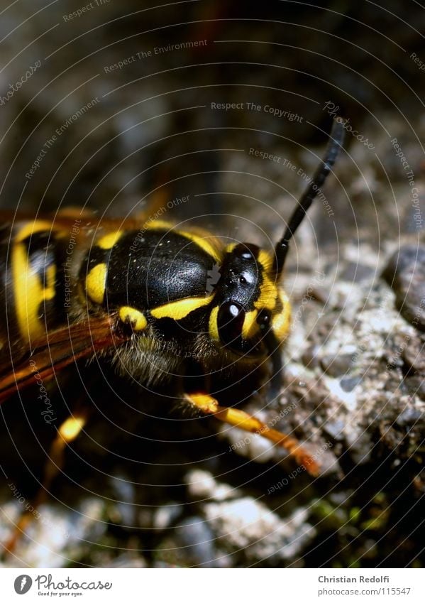 wasp Wasps Hornet Insect Yellow Black Bee Painting and drawing (object) Animal Stone Minerals stone wasp earth wasp Hair and hairstyles Wing wasp drawing