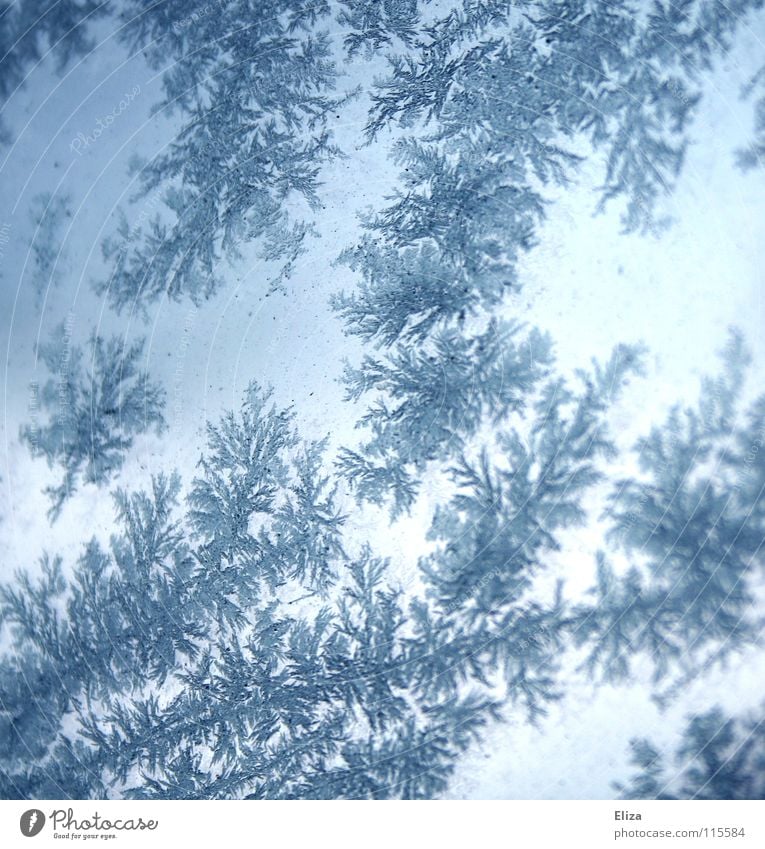 Winter wonderland. Winter scene with crystal flowers in ice