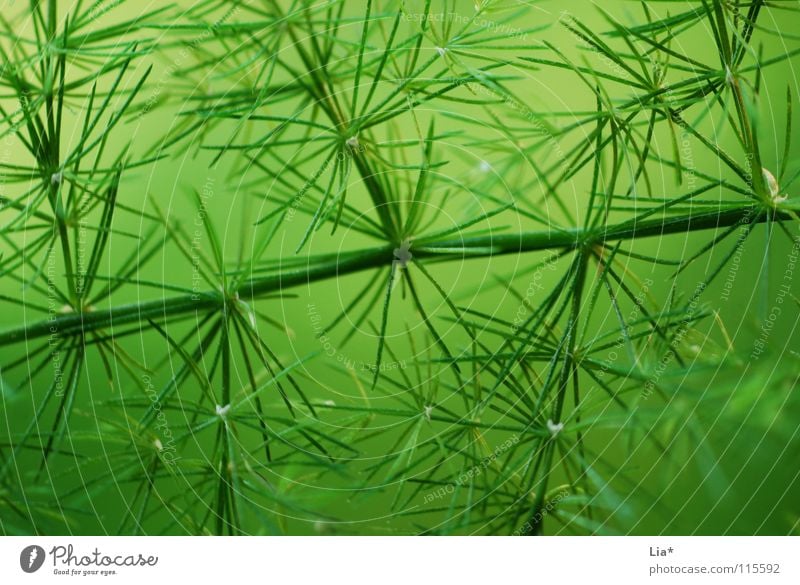 coniferous forest Green Plant Nature Macro (Extreme close-up) Easy Fresh Delicate Branchage Twigs and branches Soft Fine Peace Smooth Fir tree