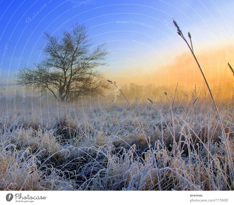 Tree Winter Meadow Grass - A Royalty Free Stock Photo From Photocase