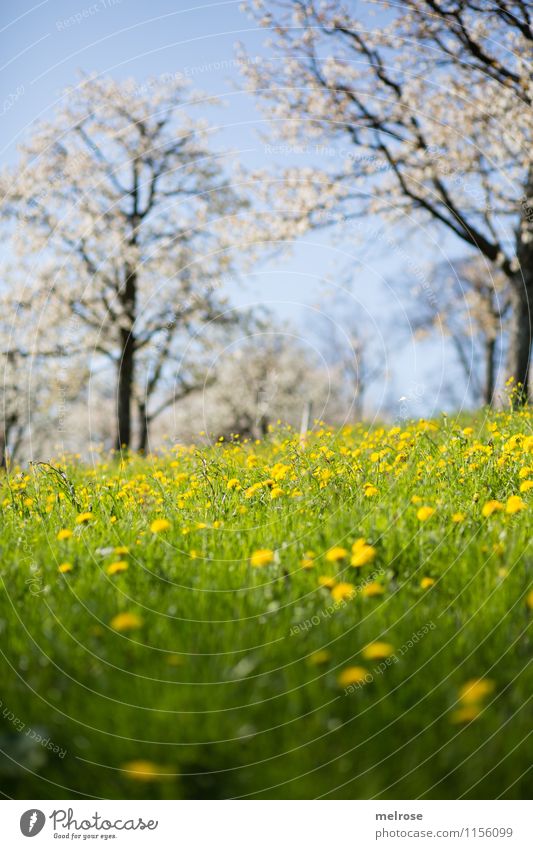 Cherry Blossom and Dandelion II Wellness Well-being Nature Landscape Cloudless sky Spring Beautiful weather Tree Flower Grass Wild plant cherry blossom trees