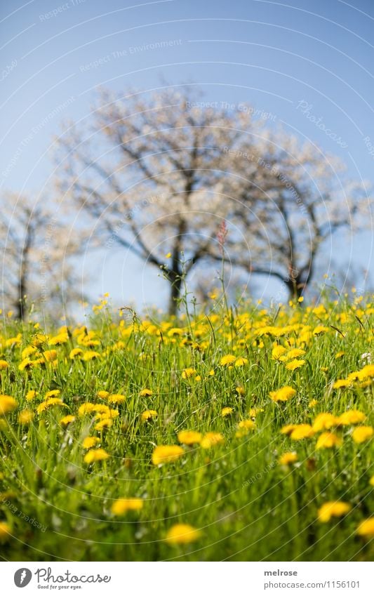 Cherry blossom and dandelion Nature Landscape Plant Cloudless sky Spring Tree Grass Blossom Wild plant Dandelion field Meadow Hill Breathe Blossoming Relaxation