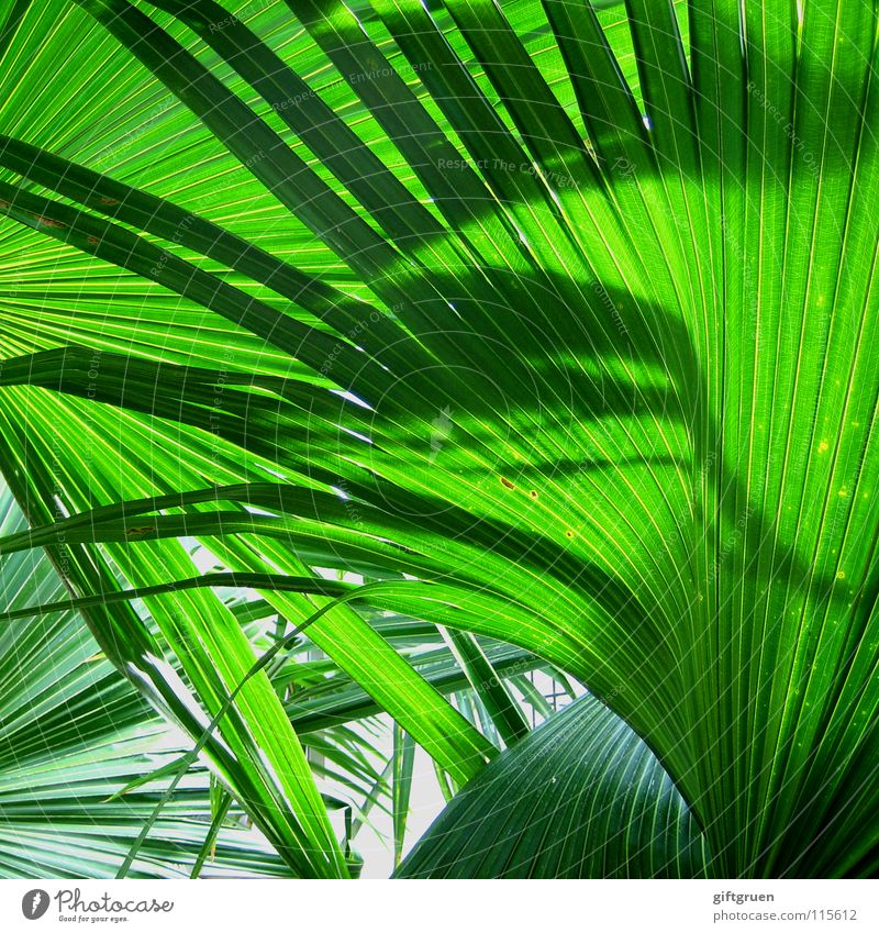 Greener you can't get! Palm tree Bilious green Plant Botany Pattern Colour Summer Shadow Nature Structures and shapes