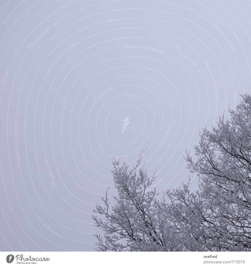 father frost Calm Winter Snow Sky Bad weather Fog Ice Frost Tree Cold Gray White Hoar frost Treetop Branch Twig Colour photo Exterior shot Copy Space left