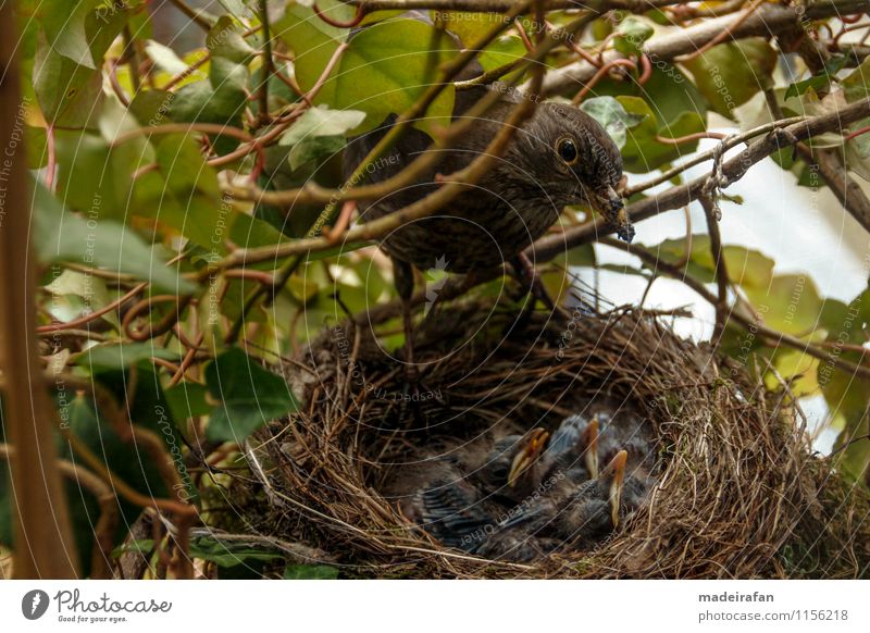 Blackbird-females-over-chick-bag_MG_1748 Animal Wild animal Bird Claw blackbird offspring Group of animals Baby animal Animal family Feeding Offspring