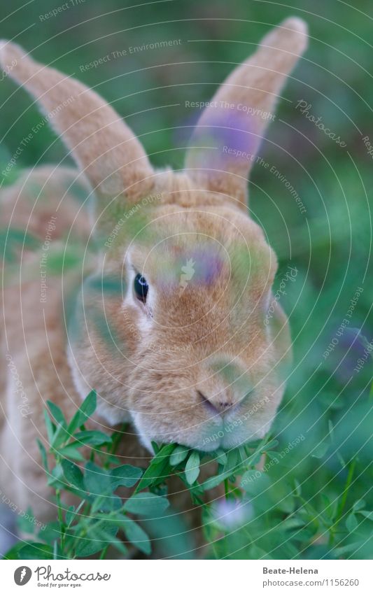 Carrots, no carrots? Muttu strike Vegetarian diet Life Animal Beautiful weather Animal face Hare & Rabbit & Bunny Observe To feed Esthetic Cool (slang) Blue