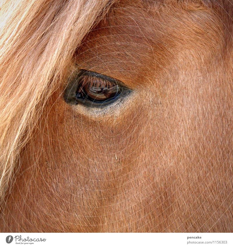 the smell of freedom Animal Horse Sign Free Infinity Curiosity Warmth Wild Soft Brown Emotions Brave Trust Love of animals Loyalty Haflinger Mane Pelt Eyes