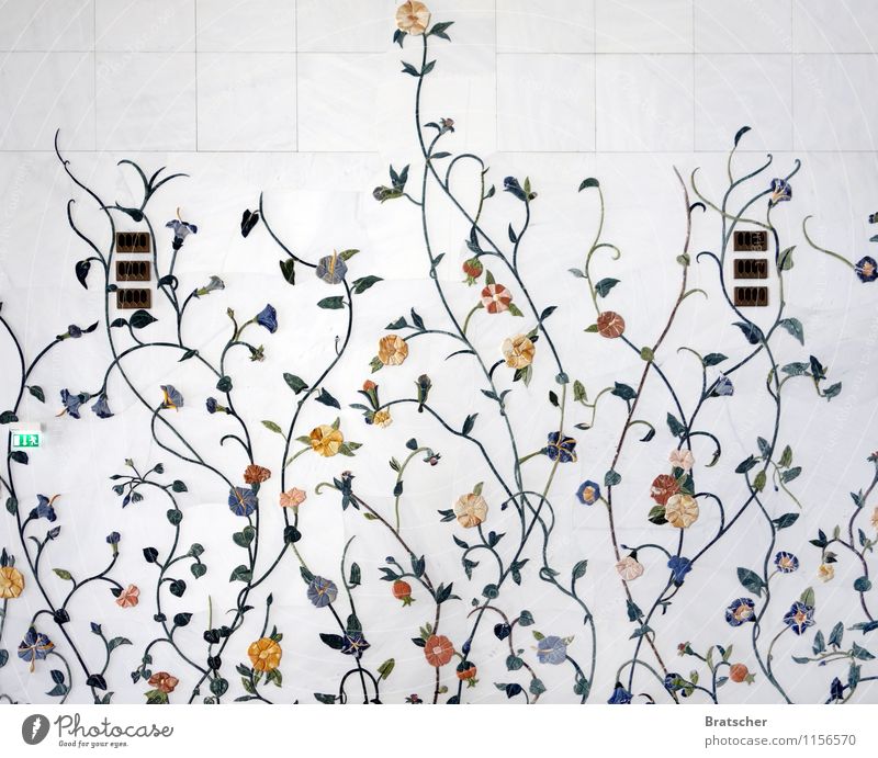 Spring leaves its white bath... Plant Flower Leaf Blossom Foliage plant Exotic Architecture Wall (barrier) Wall (building) Ornament Esthetic Glittering White