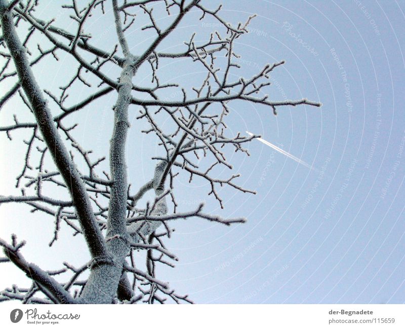 frost tree December Leafless Winter Front garden Sunlight Winter light Park Hoar frost Vapor trail Worm's-eye view White Tree Fruit trees Apple tree Cold