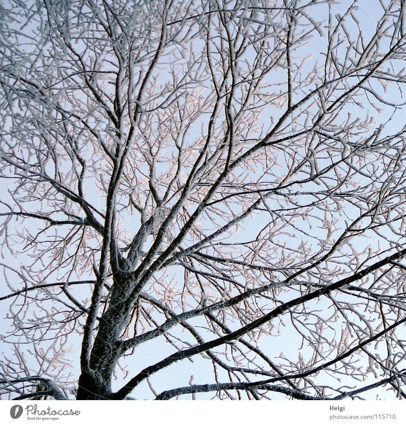 wintry Winter Freeze Frozen Hoar frost Tree Branchage Long Thin Small Large Branched Winter's day Cold December Light White Brown Black Frost Snow Ice Cover