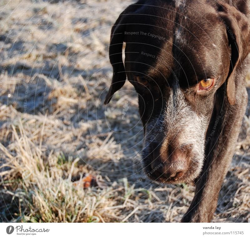 view Hound Dog Hunter Animal Loyalty Best Air To go for a walk Elapse Brown Odor Winter Hoar frost Grass Meadow Mammal Trust paul German Shorthair Hunting leave