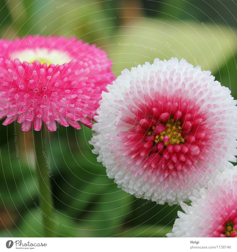 on Mother's Day... Environment Nature Plant Spring Flower Leaf Blossom Daisy Park Blossoming Growth Esthetic Beautiful Small Green Pink White Uniqueness