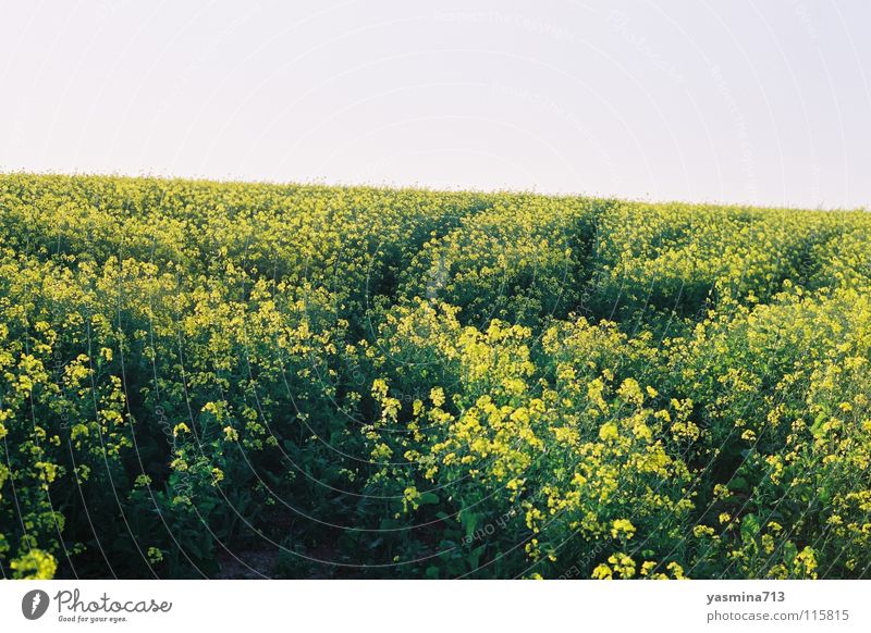 rapsfeld Canola Yellow Flower Skid marks South Africa Far-off places Consistent Peaceful