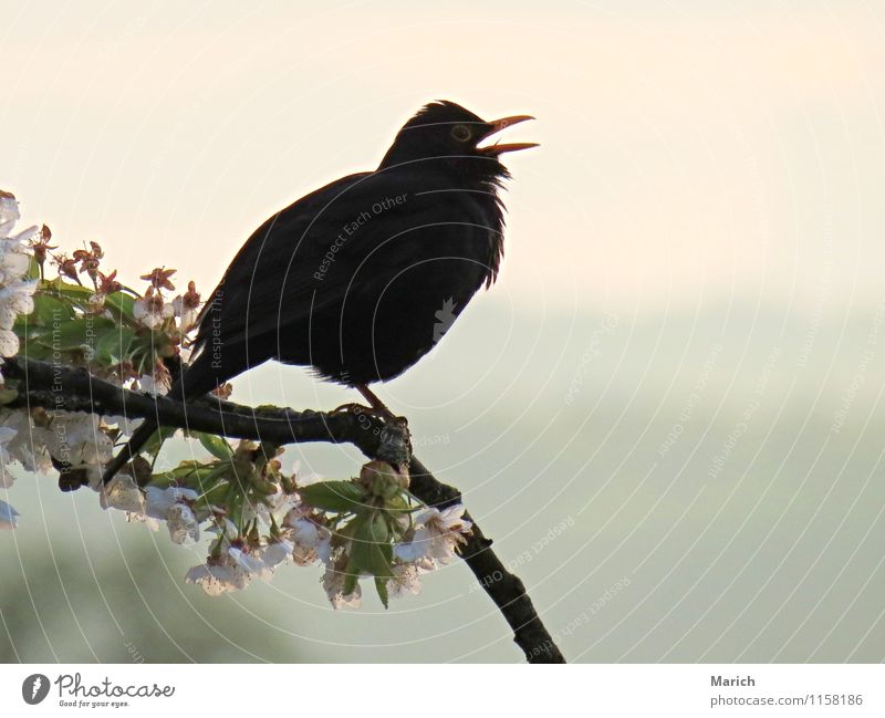 Blackbird evening song Tree Bird 1 Animal Joie de vivre (Vitality) Song Sing Beak Cherry tree Colour photo Exterior shot Close-up Copy Space right Evening