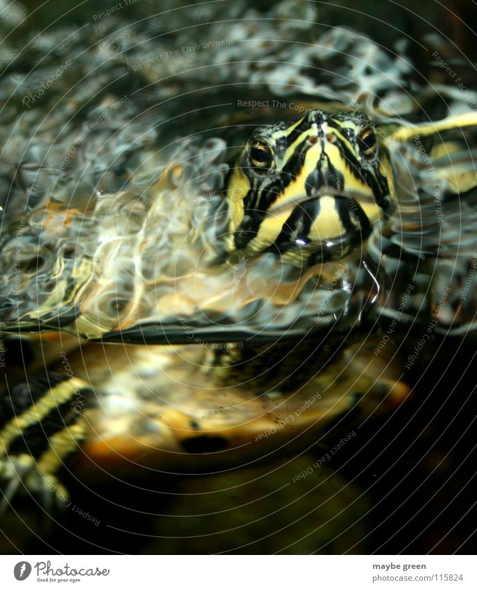 Here I am... Turtle Aquarium Animal Stripe Würzburg Reflection Painted frog Sammy Water Old Armor-plated Swimming & Bathing