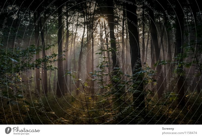 Quiet and quiet... Environment Nature Landscape Plant Summer Tree Bushes Forest Growth Serene Calm Mysterious Idyll Colour photo Exterior shot Deserted Dawn Day