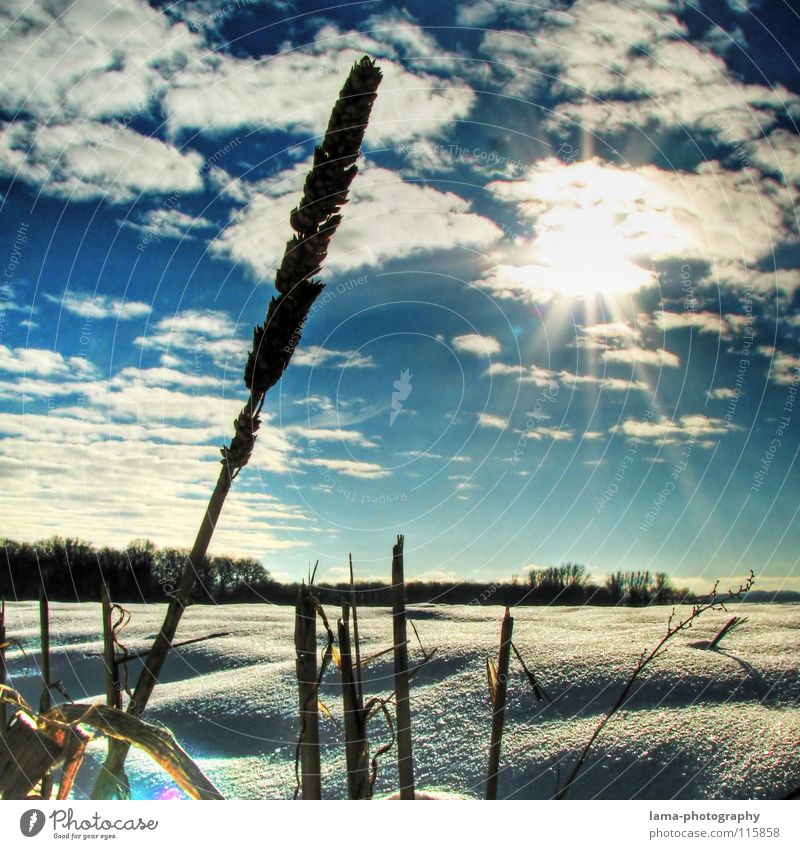 Snow landscape² Winter Snowscape Field Meadow Deep snow Virgin snow Ear of corn Wheat Blade of grass Sun Clouds Snowflake Back-light Dazzle Silhouette