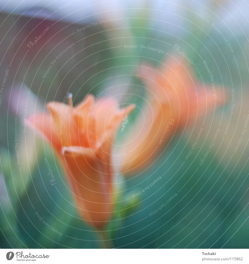 Two flowers Flower Green Blur Summer Washed out Soft Delicate Painted Painting and drawing (object) Plant Orange Nature Garden Relaxation softened