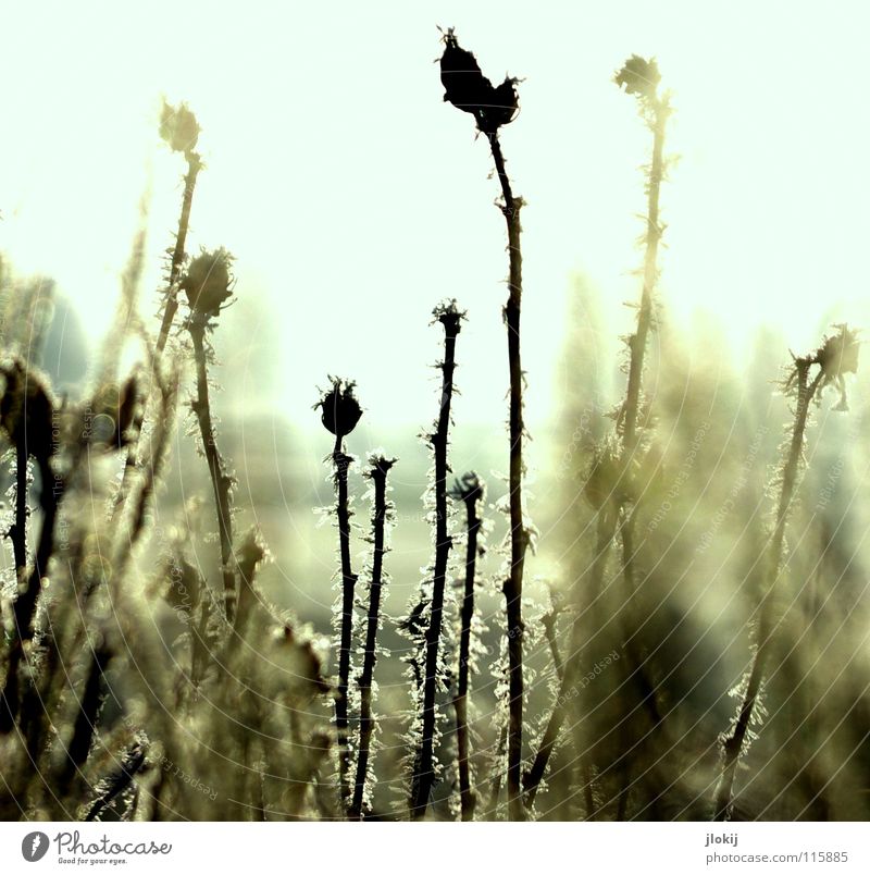 freezing Plant Grass Meadow Thorn Back-light Dark Morning Washed out Area Cold Winter Seasons Fog Nature Seed Sun Lighting Landscape Hoar frost Frost Snow