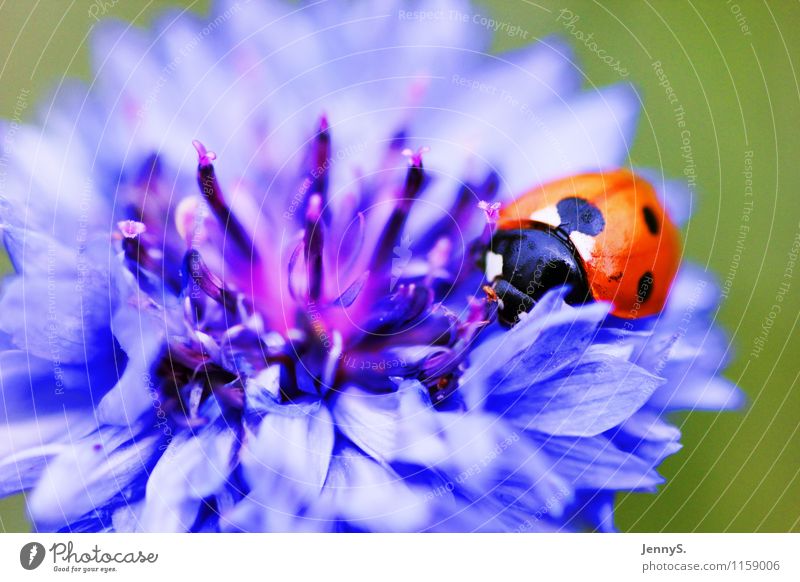 Ladybird on a blue flower Environment Nature Plant Animal Summer Flower Blossom Beetle 1 Blossoming Fragrance Crawl Esthetic Natural Blue Red Black White