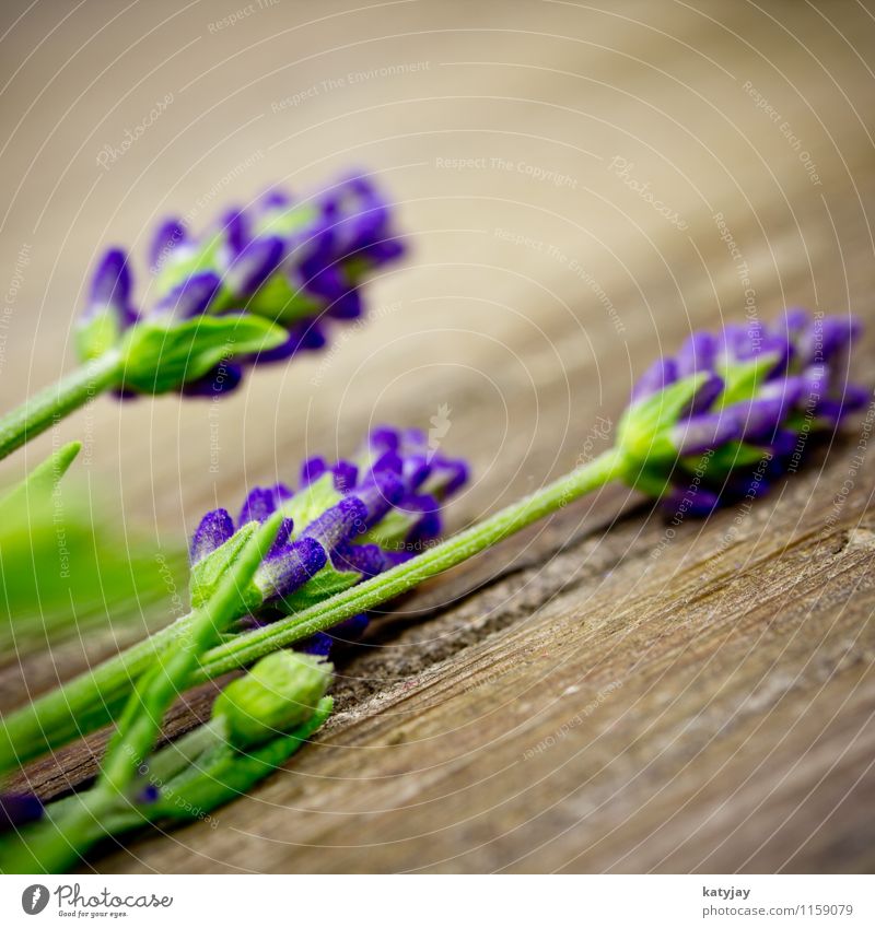 lavender Lavender Flower Bouquet Herbs and spices Bundle Blossom Relaxation Lilac segregated Seasons Violet Macro (Extreme close-up) Medication Nature Plant