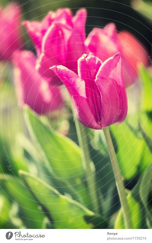 Tulips in sunlight Environment Nature Plant flowers flaked bleed Garden Blossoming green Pink Red Joie de vivre (Vitality) Spring fever spring Colour photo