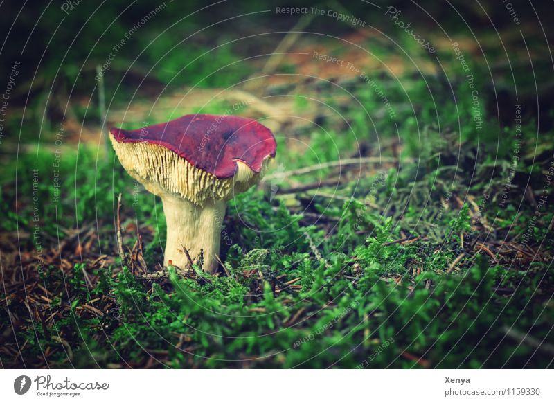 Mushroom in the forest Nature Plant Forest green Red Autumn Autumnal Mushroom cap Disk Exterior shot Deserted Copy Space right Day Shallow depth of field