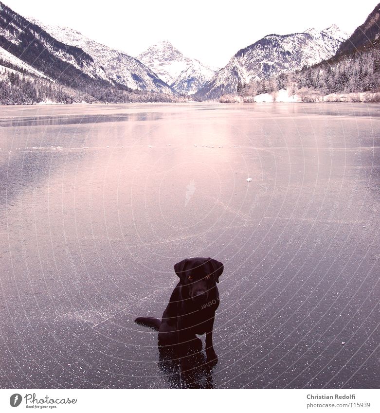 Fearful Ice-skating Winter Lake Ice-skates Furrow Reflection Dog Labrador Mountain lake Dog eyes Puppydog eyes Panic Seating Snow Plansee frogs ice track