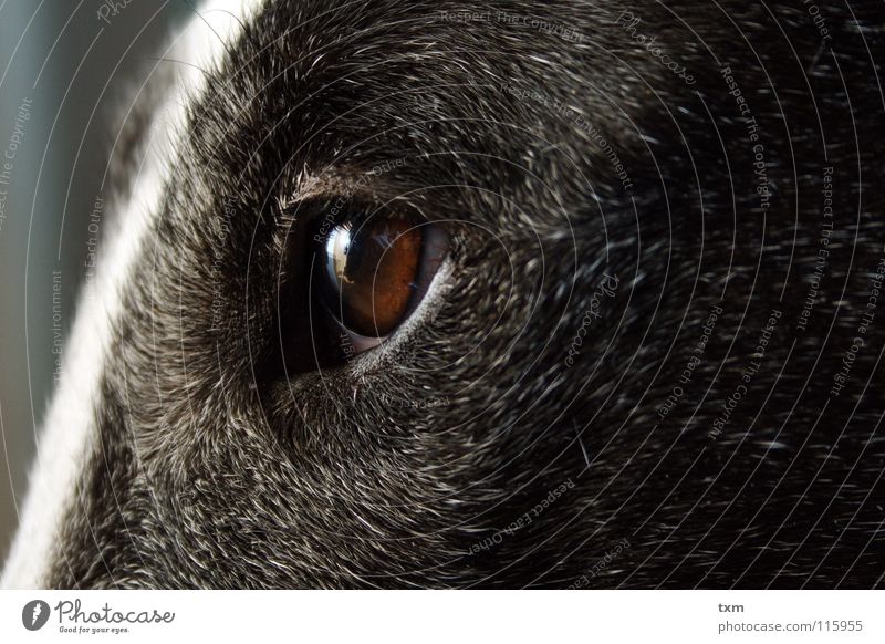 What are you looking at? Dog Mastiff Cow Black White Vessel Reflection Near Brown Gray Hedgehog Mammal Nora bull terrier marco Barn Hair and hairstyles Old